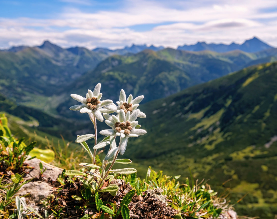 Close-up of edelweiss flowers growing in the Alpine mountains, a powerful antioxidant botanical used in natural skincare and clean beauty.
