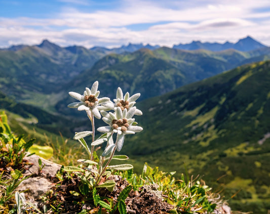 Close-up of edelweiss flowers growing in the Alpine mountains, a powerful antioxidant botanical used in natural skincare and clean beauty.