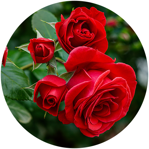 Rose flower wax